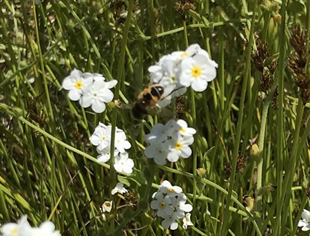 Drone Bee on Fragrant Popcorn Flower