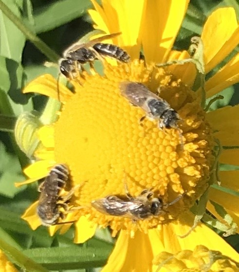 Furrow Bees on Sneezeweed
