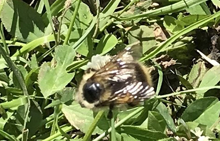 Fuzzy Horned Bumble Bee on clover