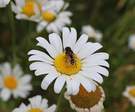 Orange Spotted Drone Bee on Daisy