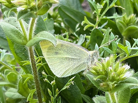 Cabbage White still green, first butterfly of 2022.