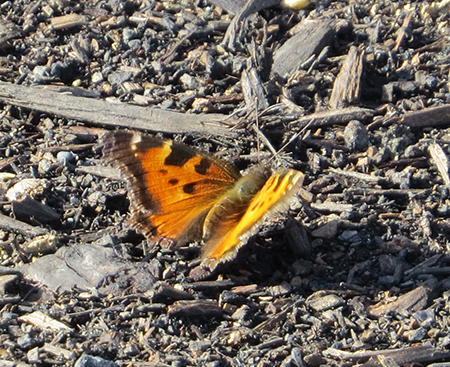 California Tortoiseshell butterfly on bare dirt.