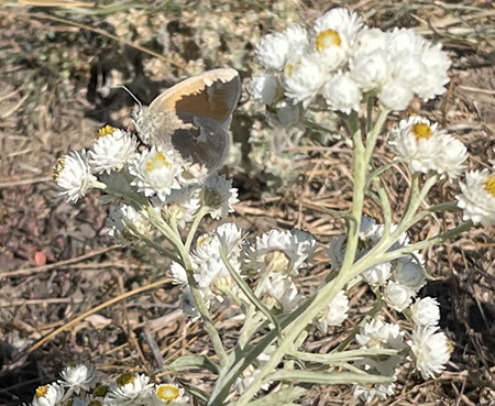 Common Ringlet butterfly on Pearly Everlasting