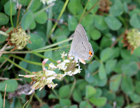 Gray Hairstreak butterfly on white clover.