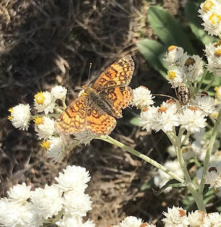 My Litta Crescent butterfly on Fragrant Popcorn Flower