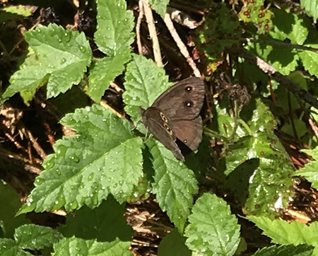 Wood Nymph butterfly on native blackberry
