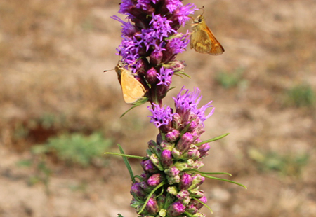 A pair of Woodland Skipper butterflies on Liatris
