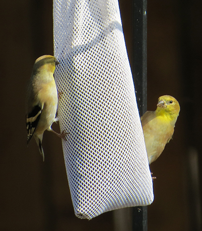 Male American Goldfinch on Thistle seed feeder.