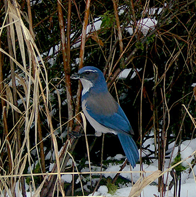 California Scrub Jay in bushes during winter snow.
