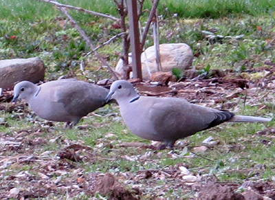 Pair of Eurasean Collared Doves