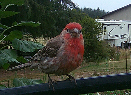 House finch - red head