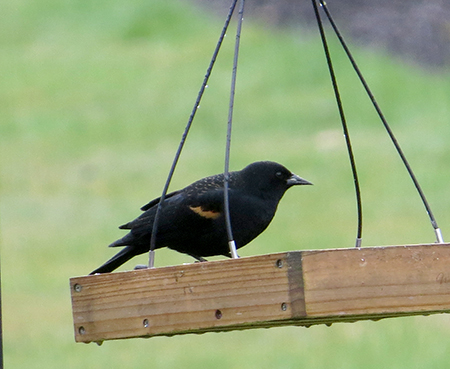 Red Wing Blackbird at feeder