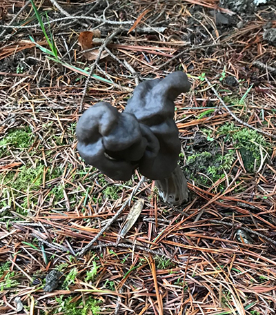 Western Black Elfin Saddle Mushroom.