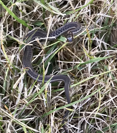 Northwestern Garter Snake in open field